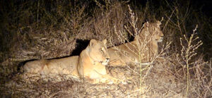 Zakouma Lionesses