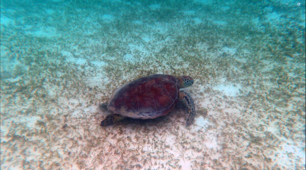 Turtle2A copy