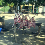 Goat meat drying