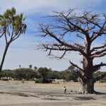 Baobab and palms