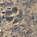 Golden wolf track