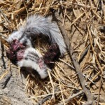 Dead African polecat