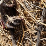 Dead African polecat