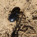 Tenebrionid beetle