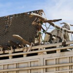 Goats on truck
