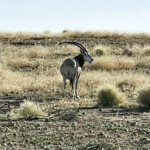 Scimitar horned oryx