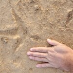 Arabian bustard track
