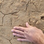 Dorcas gazelle tracks