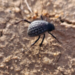 Tenebrionid beetle