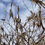 Schistocerca locusts