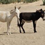 Donkeys