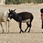 Girl and donkeys