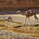 Baby camel