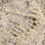 Patas monkey track