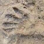 Patas monkey track