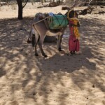 Little girl and donkey