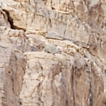 Rock hyrax, hard to see