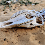 Camel skull