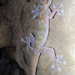 Gecko