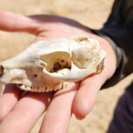 Hyrax skull