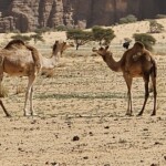 Camels