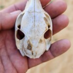 Hyrax skull