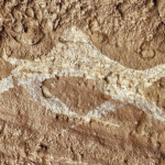 Ennedi camel pictograph