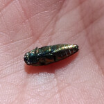 Buprestid beetle