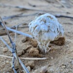 Phellorinia herculeana