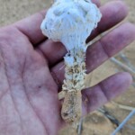 Phellorinia herculeana