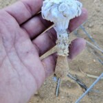 Phellorinia herculeana