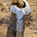 Phellorinia herculeana