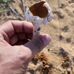 Phellorinia herculeana