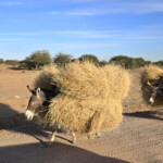 Donkeys loaded with grass