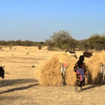 Donkeys loaded with grass
