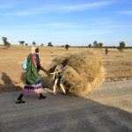 Donkey loaded with grass