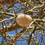 Mantis egg case