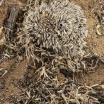 Dead hedgepig