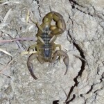 Scorpion