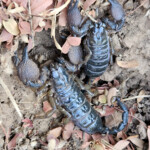 Emperor scorpions