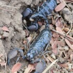 Emperor scorpions