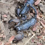 Emperor scorpions