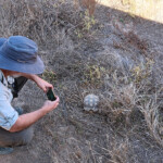 Kelly and African spiny tortoise