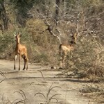Lelwel’s hartebeest