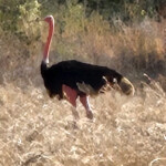 Red necked ostrich