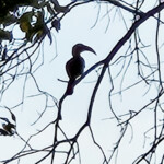 African Gray Hornbill