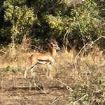 Red-fronted gazelle