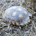 African spiny tortoise