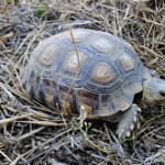 African spiny tortoise