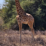 Kordofan giraffe